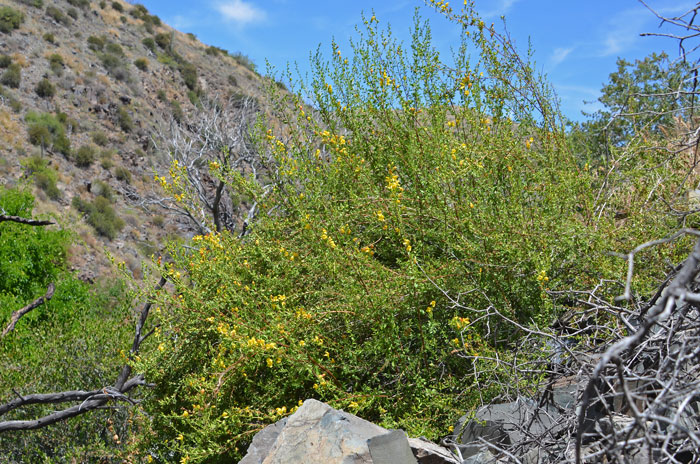 Snapdragon Penstemon is a relatively large shrub that grows up to 5 feet tall or so with spreading or erect stems. Keckiella antirrhinoides Snapdragon Penstemon is a relatively large shrub that grows up to 5 feet tall or so with spreading or erect stems. Keckiella antirrhinoides